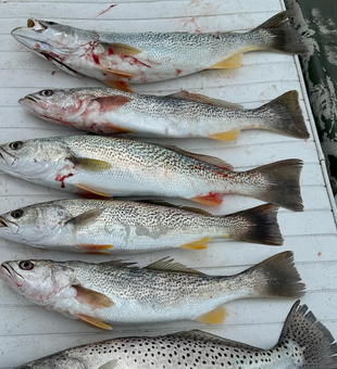 Sea Trout Fishing Haul In North Carolina 